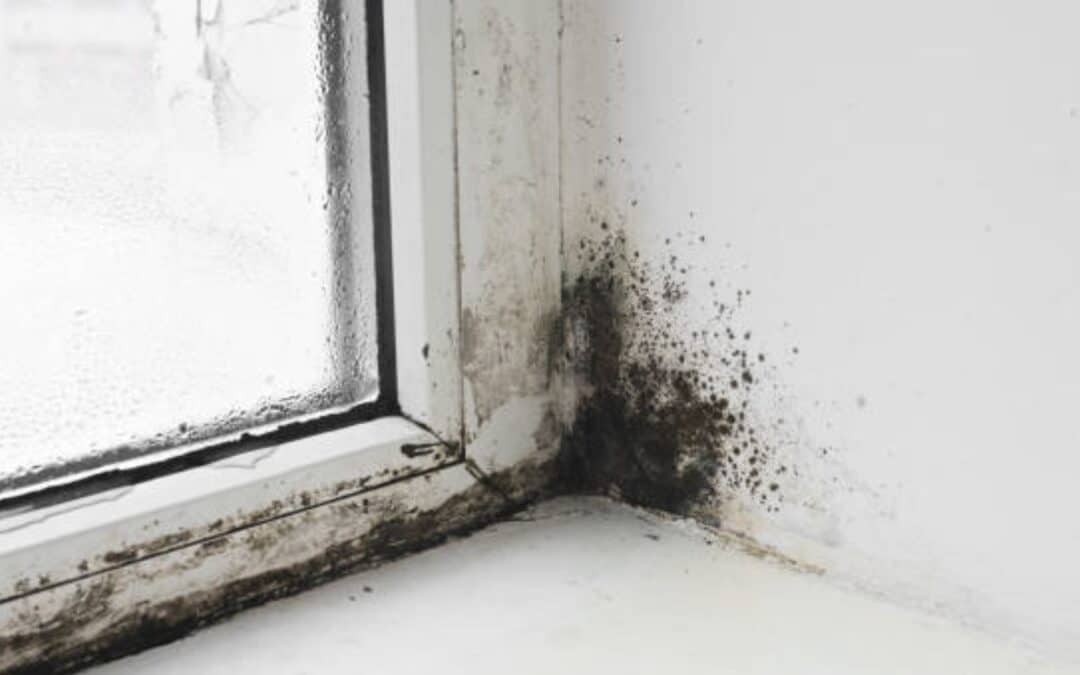 How To Prevent Mold On Windows